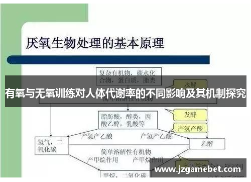 有氧与无氧训练对人体代谢率的不同影响及其机制探究
